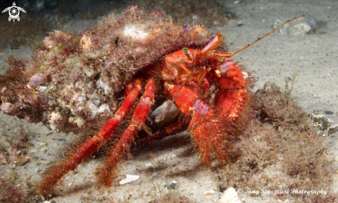 A Dardanus lagopodes | Red hairy hermit crab