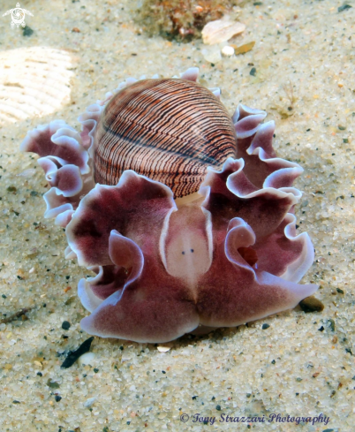 A Hydatina physis | Rose Petal Bubble