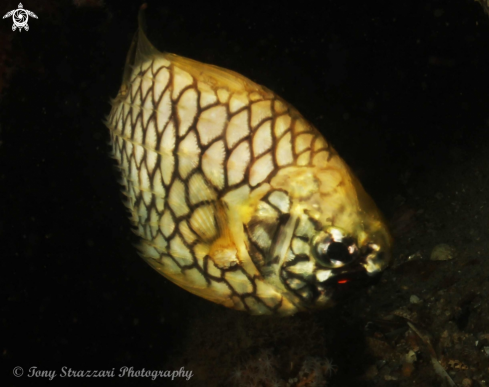 A Pineapple fish