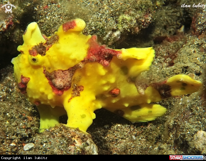 A Warty Frogfish 
