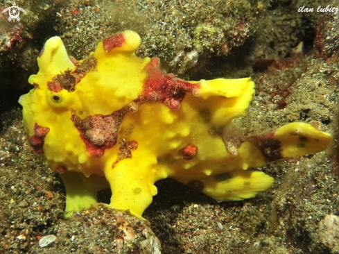 A Antennarius maculatus | Warty Frogfish 