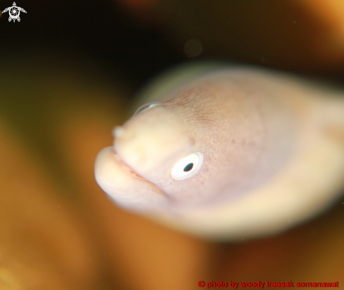 A White Eyed Moray Eel