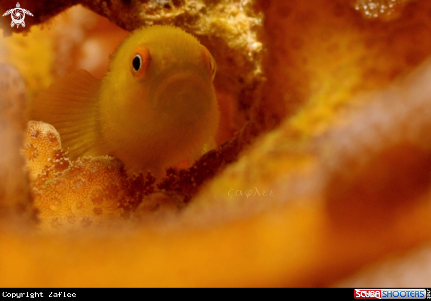 A Yellow Coral Goby