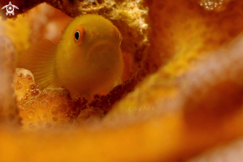 A Paragobiodon echinocephalus | Yellow Coral Goby