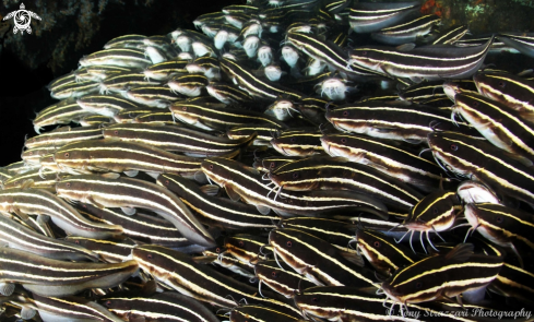 A Plotosus lineatus | Striped catfish