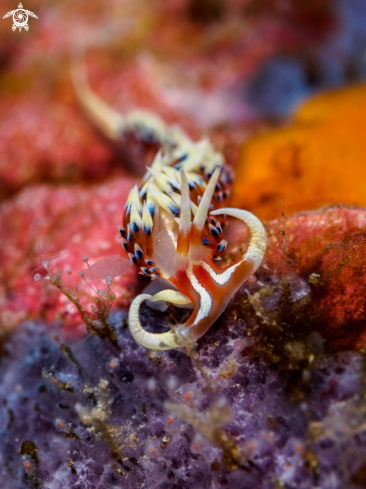 A Caloria indica | Nudibranch