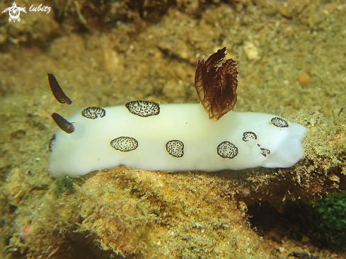 A Jorunna Nudibranch 