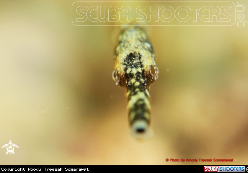 A Bent Stick Pipefish