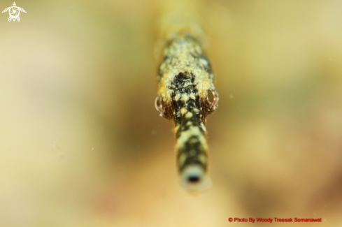 A Bent Stick Pipefish