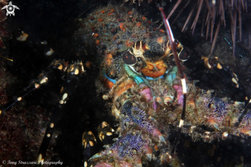 A Panulirus ornatus | Ornate lobster