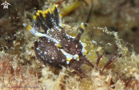 A Polycera hedgepethi | Hedgepeth's Polycera