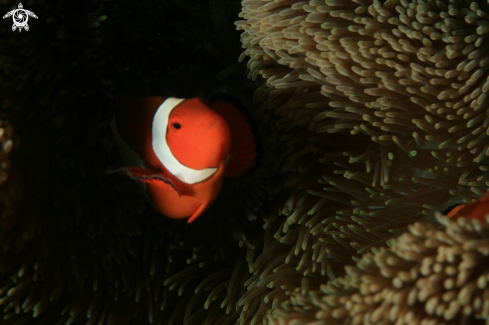 A anemone fish