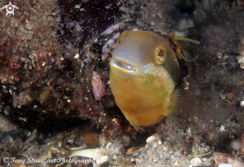 A Petroscirtes lupus  | Brown Sabretooth Blenny 