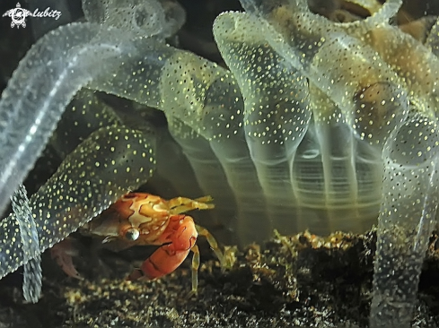 A Llisocacinus orbicularis |  Swimmer crab