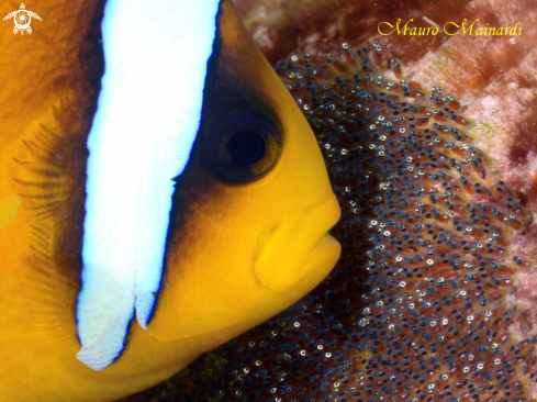 A Clownfish and eggs