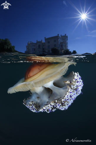 A Cotylorhiza tuberculata | Cassiopea mediterranea (Cotylorhiza tuberculata)  under Miramare Castle.