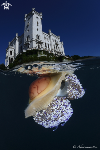 A Cotylorhiza tuberculata | Cassiopea mediterranea under Miramare Castle.