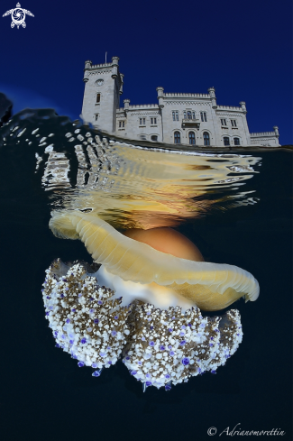 A Cotylorhiza tuberculata | Cassiopea mediterranea under Miramare Castle.