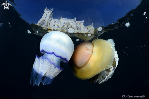 A Cotylorhiza tuberculata and Rhyzostoma pulmo | Cassiopea mediterranea and Rhyzostoma pulmo under Miramare Castle.