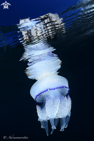 A Rhyzostoma pulmo under Miramare Castle