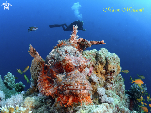 A Scorpionfish and diver
