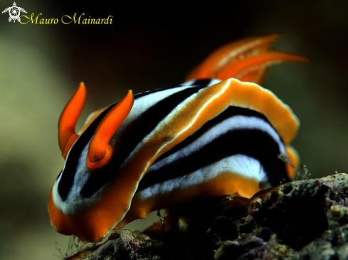 A Pigiama nudibranch