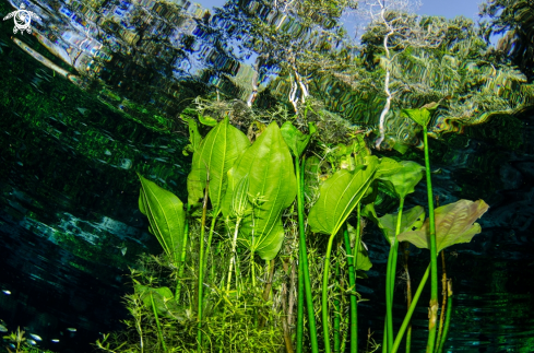 A Schwertpflanze Echinodorus