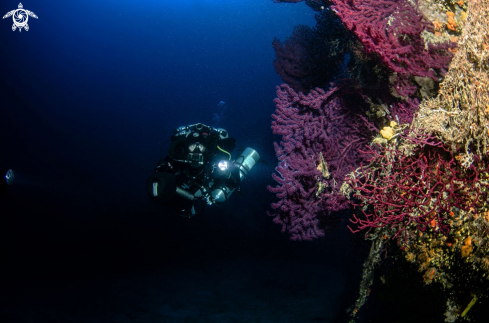 A Rote Gorgonie, Paramuricea clavata | TEC Croatia