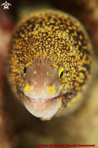 A Snowflake Eel