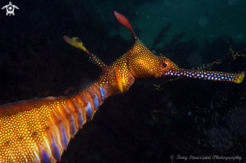 A Weedy seadragon