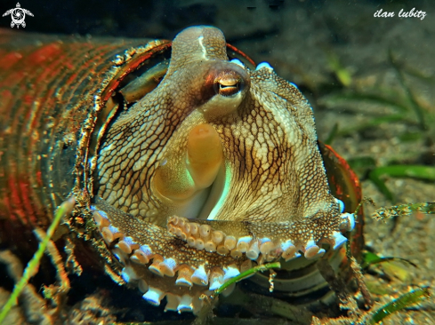 A Octopus marginatus | Octopus