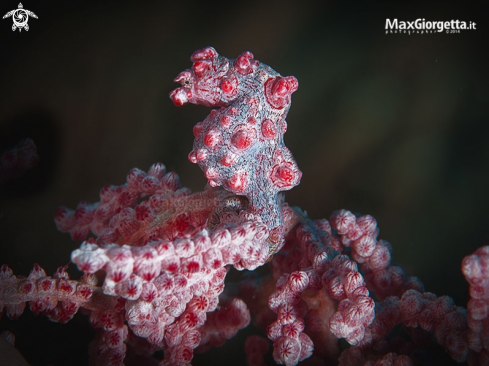 A pigmy sea horse bargibanti