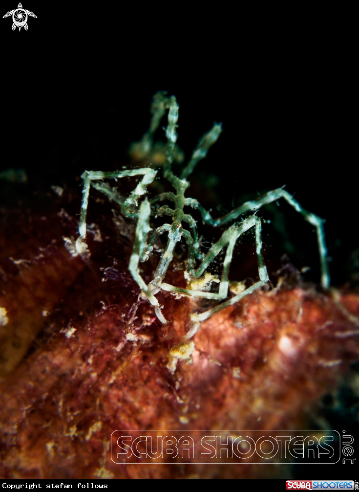 A Sea Spider