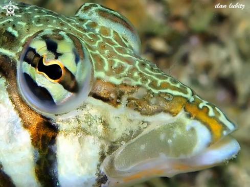 A reef fish Latticed sandperch 