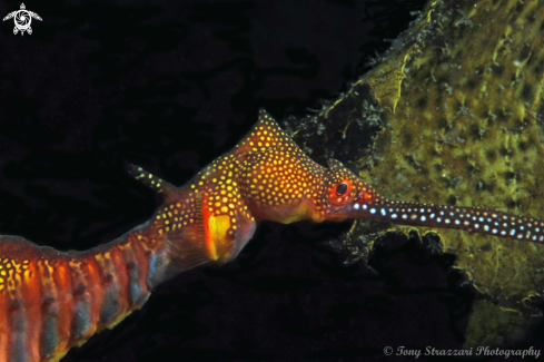 A Weedy seadragon