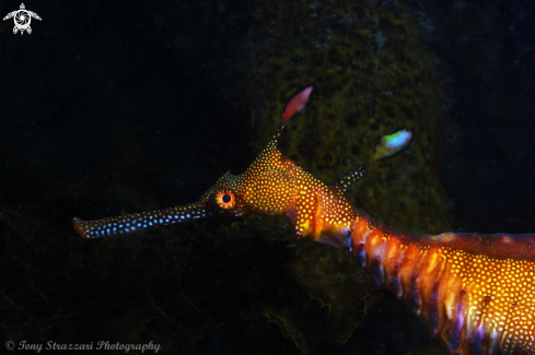 A Weedy seadragon