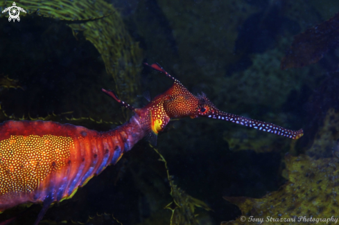 A Weedy seadragon