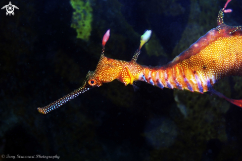 A Weedy seadragon