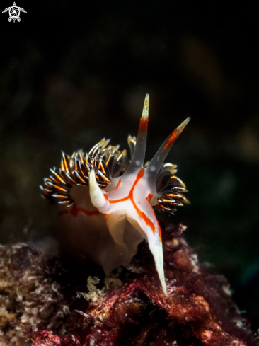 A Phidiana militaris | Nudibranch