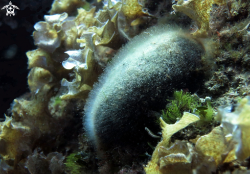 A Codium bursa | alga palla verde