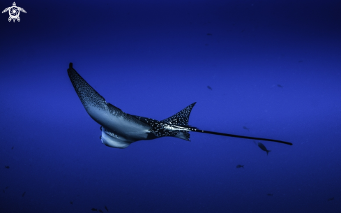 A Eagle Ray