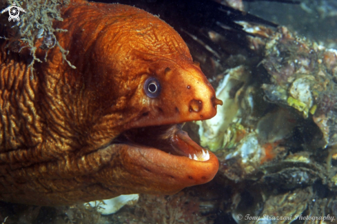 A Green moray