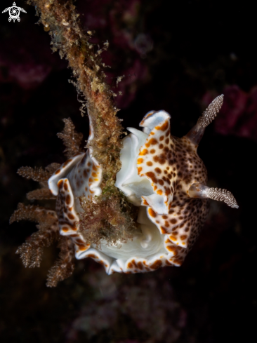 A Chromodoris mandapamensis | Nudibranch