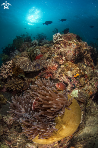 A anemone with clownfishes