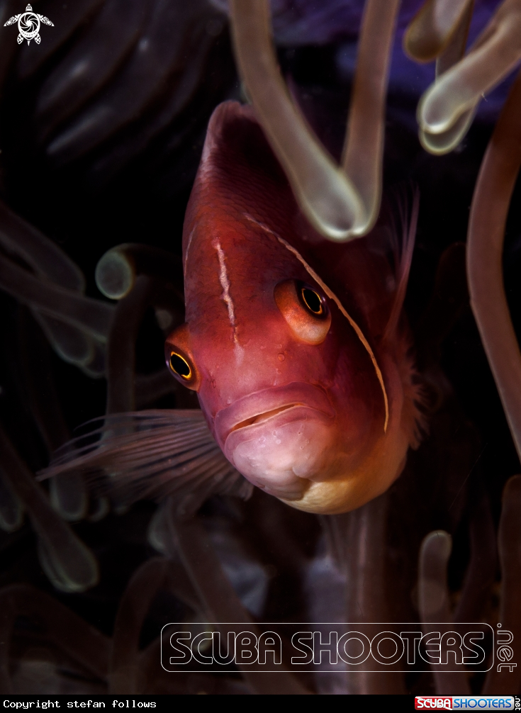 A Pink Anemonefish