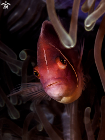 A Amphiprion perideraion | Pink Anemonefish