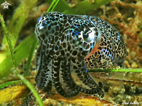A Sepiolida | Bobtail Squid 