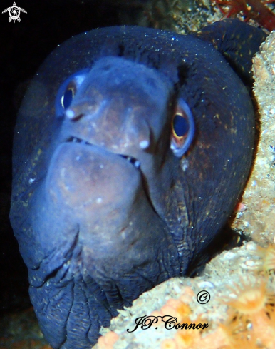 A Muraena helena | Mediterranean moray