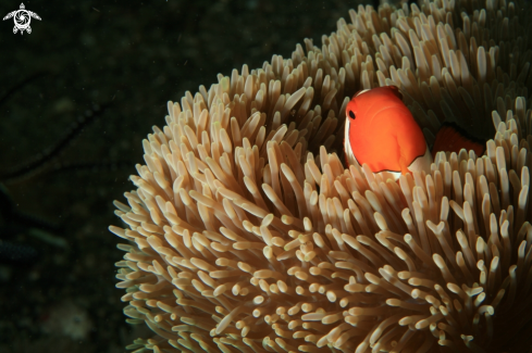 A anemone fish