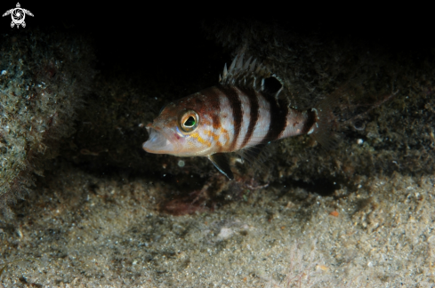 A Serranus hepatus- juvenile | Sciarrano sacchetto